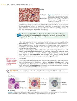 172 UNIT II: OVERVIEW OF THE HUMAN BODY
lymphatic tissue. They are said to have extravascular (outside the blood vessels) function
because they are able to leave the bloodstream and do their job in the tissues. WBCs may
appear in the bloodstream for only 6 to 8 hours but reside in the tissues for days, months, or
even years. The life span of WBCs varies with the type.
The process by which WBCs are able to slip through the walls of the capillaries to
enter the tissues is called diapedesis (di’a-ped-e’sis). Dia (Greek for through), ped
from “pedan” (leap), esis (condition or state).
The main function of WBCs is to neutralize or destroy pathogens. Some accomplish this by
phagocytosis (fag’o-si-to’sis), a process in which a pathogen or foreign matter is surrounded,
engulfed, and destroyed by the WBC. (WBCs also use phagocytosis to remove disintegrated
tissue.) Some WBCs produce antibodies that destroy pathogens indirectly or release sub-
stances that attack foreign matter.
There are different types of WBCs, each identiﬁed by its size, the shape of the nucleus, and
whether or not there are granules present in the cytoplasm when the cells in a blood smear
are stained with a special blood stain called Wright’s stain (Fig. 6-14). WBCs containing easily
visible granules are called granulocytes (gran’u-lo-sites’). WBCs that lack granules or have
extremely ﬁne granules that are not easily seen are called agranulocytes.
Granulocytes
Granulocytes can be differentiated by the color of their granules when stained with Wright’s
stain. There are three types of granulocytes (Fig. 6-15): neutrophils, eosinophils (“eos”), and
basophils (“basos”). Neutrophils are normally the most numerous type of WBC in adults. A
typical neutrophil is polymorphonuclear, meaning its nucleus has several lobes or segments,
and is also called a “poly,” “PMN,” or “seg” for short.
KEY POINT The presence of increased numbers of neutrophils is associated with bacterial infection.
Unscramble
the name for a type
of WBC in WORK-
BOOK Knowledge
Drill 6-2.
Platelet
Leukocyte
Erythrocytes
Figure 6-14 Blood cells in a stained
blood smear as seen under a microscope.
(Reprinted with permission from Cohen BJ.
Memmler’s the Human Body in Health and
Disease, 11th ed. Philadelphia: Lippincott
Williams  Wilkins; 2009:282.)
A Neutrophil
Nucleus
Erythrocyte
B Eosinophil
Erythrocyte
Granules
Nucleus
C Basophil
Nucleus
Granules
Granulocytes
Figure 6-15 Granulocytes. A. Neutrophil. B. Eosinophil. C. Basophil. (Reprinted with permission Cohen BJ. Memmler’s the
Human Body in Health and Disease, 11th ed. Philadelphia: Lippincott Williams  Wilkins; 2009:284.)
 