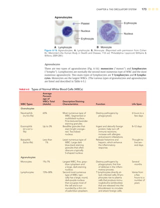 CHAPTER 6: THE CIRCULATORY SYSTEM 173
Agranulocytes
There are two types of agranulocytes (Fig. 6-16): monocytes (“monos”) and lymphocytes
(“lymphs”). Lymphocytes are normally the second most numerous type of WBC and the most
numerous agranulocyte. Two main types of lymphocytes are T lymphocytes and B lympho-
cytes. Monocytes are the largest WBCs. (The various types of granulocytes and agranulocytes
are listed and described in Table 6-5.)
TABLE 6-5 Types of Normal White Blood Cells (WBCs)
WBC Types
Average
Percent-
age of
WBCs Total
(Adults)
Description/Staining
Characteristics Function Life Span
Granulocytes
Neutrophils
(nu’tro-ﬁls)
65% Most numerous type of
WBC. Segmented or
multilobed nucleus.
Fine-textured lavender-
staining granules.
Destroy pathogens by
phagocytosis
6 hours to a
few days
Eosinophils
(e’o-sin’o-
ﬁls)
Up to 3% Beadlike granules that
stain bright orange–
red. Two-lobed
nucleus.
Ingest and detoxify foreign
protein; help turn off
immune reactions;
increase with allergies
and pinworm infestations.
8–12 days
Basophils
(ba’so-ﬁls)
Less than
1%
Least numerous type of
WBC: Large dark
blue–back staining
granules that often
obscure a typically
S-shaped nucleus.
Release histamine and
heparin, which enhance
the inﬂammatory
response.
Thought to
live sev-
eral days
Agranulocytes
Monocytes 1%–7% Largest WBC; ﬁne, gray–
blue cytoplasm and
a large, dark-staining
nucleus.
Destroy pathogens by
phagocytosis; ﬁrst line
of defense in the inﬂam-
matory process.
Several
months
Lymphocytes 15%–30% Second most numerous
type of WBC; typi-
cally has a large, round,
dark-purple nucleus
that occupies most of
the cell and is sur-
rounded by a thin rim
of pale-blue cytoplasm.
T lymphocytes directly at-
tack infected cells; B lym-
phocytes rise to plasma
cells that produce immu-
noglobulins (antibodies)
that are released into the
bloodstream to circulate
and attack foreign cells.
Varies from
a few
hours to a
number of
years
Agranulocytes
A Lymphocyte
Platelet
Nucleus
Erythrocyte
B Monocyte
Erythrocyte
Nucleus
Figure 6-16 Agranulocytes. A. Lymphocyte. B. Monocyte. (Reprinted with permission from Cohen
BJ. Memmler’s the Human Body in Health and Disease, 11th ed. Philadelphia: Lippincott Williams 
Wilkins; 2009:284.)
 
