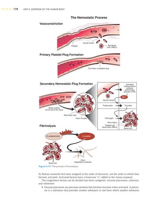 178 UNIT II: OVERVIEW OF THE HUMAN BODY
Activated
clotting factors
produce
prothrombin
activator (PTA)
Injured vessel
Prothrombin
Blood clot
Fibrinogen
Fibrin fibers
Trapped red
blood cells (RBCs)
Thrombin
Ca++
PLASMINOGEN PLASMIN
The Hemostatic Process
Vasoconstriction
Primary Platelet Plug Formation
Secondary Hemostatic Plug Formation
Fibrinolysis
Injured vessel
Red blood
cells (RBCs)
Formation of platelet plug
Blood clotting
at the site of the injury
Red blood cells
Fibrin threads
Platelet
Blood clot
Fibrin
degradation products
Figure 6-19 The process of hemostasis.
by Roman numerals that were assigned in the order of discovery, not the order in which they
become activated. Activated factors have a lowercase “a” added to the roman numeral.
The coagulation factors can be divided into three categories: enzyme precursors, cofactors,
and substrates.
• Enzyme precursors are precursor proteins that become enzymes when activated. A precur-
sor is a substance that precedes another substance or one from which another substance
 