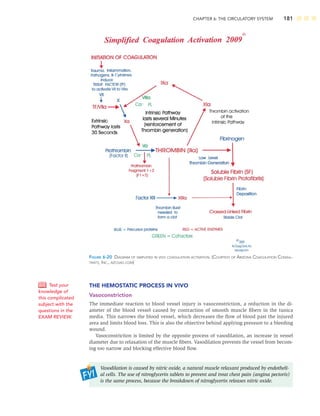 CHAPTER 6: THE CIRCULATORY SYSTEM 181
THE HEMOSTATIC PROCESS IN VIVO
Vasoconstriction
The immediate reaction to blood vessel injury is vasoconstriction, a reduction in the di-
ameter of the blood vessel caused by contraction of smooth muscle ﬁbers in the tunica
media. This narrows the blood vessel, which decreases the ﬂow of blood past the injured
area and limits blood loss. This is also the objective behind applying pressure to a bleeding
wound.
Vasoconstriction is limited by the opposite process of vasodilation, an increase in vessel
diameter due to relaxation of the muscle ﬁbers. Vasodilation prevents the vessel from becom-
ing too narrow and blocking effective blood ﬂow.
Vasodilation is caused by nitric oxide, a natural muscle relaxant produced by endotheli-
al cells. The use of nitroglycerin tablets to prevent and treat chest pain (angina pectoris)
is the same process, because the breakdown of nitroglycerin releases nitric oxide.
Test your
knowledge of
this complicated
subject with the
questions in the
EXAM REVIEW.
FIGURE 6-20 DIAGRAM OF SIMPLIFIED IN VIVO COAGULATION ACTIVATION. (COURTESY OF ARIZONA COAGULATION CONSUL-
TANTS, INC., AZCOAG.COM)
 