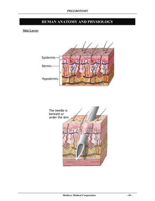 PHLEBOTOMY
Medtexx Medical Corporation - 10 -
HUMAN ANATOMY AND PHYSIOLOGY
Skin Layers
 