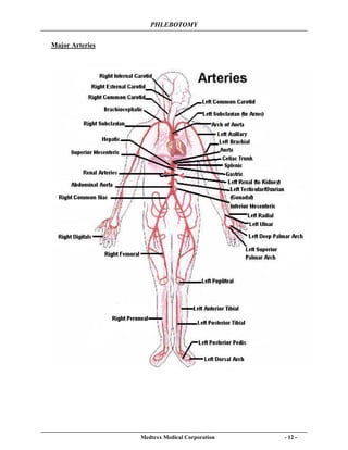 PHLEBOTOMY
Medtexx Medical Corporation - 12 -
Major Arteries
 