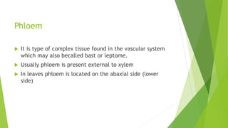 Phloem
 It is type of complex tissue found in the vascular system
which may also becalled bast or leptome.
 Usually phloem is present external to xylem
 In leaves phloem is located on the abaxial side (lower
side)
 