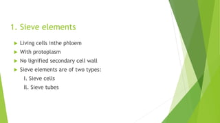 1. Sieve elements
 Living cells inthe phloem
 With protoplasm
 No lignified secondary cell wall
 Sieve elements are of two types:
I. Sieve cells
Il. Sieve tubes
 