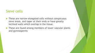 Sieve cells
 These are narrow elongated cells without conspicuous
sieve areas, and taper at their ends or have greatly
inclined walls which overlap in the tissue.
 These are found among members of lower vascular plants
and gymnosperms
 