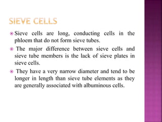 Basic information about phloem structure.pptx