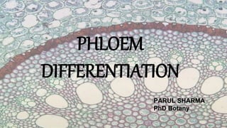 PHLOEM
DIFFERENTIATION
PARUL SHARMA
PhD Botany
 