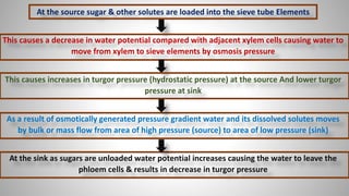 At the source sugar & other solutes are loaded into the sieve tube Elements
This causes a decrease in water potential compared with adjacent xylem cells causing water to
move from xylem to sieve elements by osmosis pressure
This causes increases in turgor pressure (hydrostatic pressure) at the source And lower turgor
pressure at sink
As a result of osmotically generated pressure gradient water and its dissolved solutes moves
by bulk or mass flow from area of high pressure (source) to area of low pressure (sink)
At the sink as sugars are unloaded water potential increases causing the water to leave the
phloem cells & results in decrease in turgor pressure
 