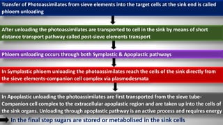 Transfer of Photoassimilates from sieve elements into the target cells at the sink end is called
phloem unloading
After unloading the photoassimilates are transported to cell in the sink by means of short
distance transport pathway called post-sieve elements transport
Phloem unloading occurs through both Symplastic & Apoplastic pathways
In Symplastic phloem unloading the photoassimilates reach the cells of the sink directly from
the sieve elements-companion cell complex via plasmodesmata
In Apoplastic unloading the photoassimilates are first transported from the sieve tube-
Companion cell complex to the extracellular apoplastic region and are taken up into the cells of
the sink organs. Unloading through apoplastic pathway is an active process and requires energy
In the final step sugars are stored or metabolised in the sink cells
 