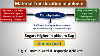 Material Translocation in phloem
Carbohydrates
Sucrose Is the Most
Abundant sugar in
Phloem sap & most
commonly transported
Only non- reducing
sugars are
transported
(Non-reactive sugars)
Raffinose, Stachyose & verbascose
are less commonly transported sugar
Sugars Higher in phloem Sap
Amino Acid
E.g. Glutamic Acid & Aspartic Acid etc
 