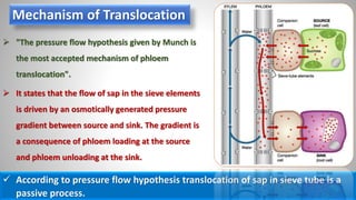 Mechanism of Translocation
 "The pressure flow hypothesis given by Munch is
the most accepted mechanism of phloem
translocation".
 It states that the flow of sap in the sieve elements
is driven by an osmotically generated pressure
gradient between source and sink. The gradient is
a consequence of phloem loading at the source
and phloem unloading at the sink.
 According to pressure flow hypothesis translocation of sap in sieve tube is a
passive process.
 