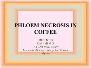 PHLOEM NECROSIS IN
COFFEE
PRESENTER
RASHMI M G
1st YEAR MSc. Botany
Maharani’s Science College For Women
Mysore
 