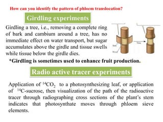 How can you identify the pattern of phloem translocation?
Girdling a tree, i.e., removing a complete ring
of bark and cambium around a tree, has no
immediate effect on water transport, but sugar
accumulates above the girdle and tissue swells
while tissue below the girdle dies.
Girdling experiments
*Girdling is sometimes used to enhance fruit production..
Radio active tracer experiments
Application of 14CO2 to a photosynthesizing leaf, or application
of 14C-sucrose, then visualization of the path of the radioactive
tracer through radiographing cross sections of the plant’s stem
indicates that photosynthate moves through phloem sieve
elements.
 
