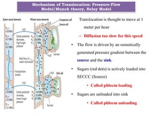 Mechanism of Translocation: Pressure-Flow
Model/Munch theory, Relay Model
Translocation is thought to move at 1
meter per hour
– Diffusion too slow for this speed
• The flow is driven by an osmotically
generated pressure gradient between the
source and the sink.
• Sugars (red dots) is actively loaded into
SECCC (Source)
• Called phloem loading
• Sugars are unloaded into sink
• Called phloem unloading
 