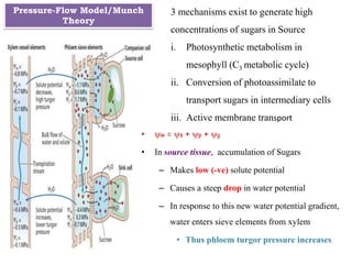 • yw = ys + yp + yg
• In source tissue, accumulation of Sugars
– Makes low (-ve) solute potential
– Causes a steep drop in water potential
– In response to this new water potential gradient,
water enters sieve elements from xylem
• Thus phloem turgor pressure increases
3 mechanisms exist to generate high
concentrations of sugars in Source
i. Photosynthetic metabolism in
mesophyll (C3 metabolic cycle)
ii. Conversion of photoassimilate to
transport sugars in intermediary cells
iii. Active membrane transport
Pressure-Flow Model/Munch
Theory
 