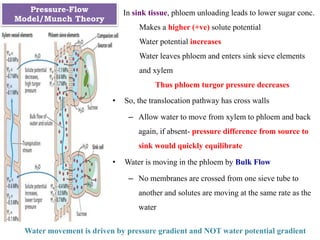 In sink tissue, phloem unloading leads to lower sugar conc.
Makes a higher (+ve) solute potential
Water potential increases
Water leaves phloem and enters sink sieve elements
and xylem
Thus phloem turgor pressure decreases
• So, the translocation pathway has cross walls
– Allow water to move from xylem to phloem and back
again, if absent- pressure difference from source to
sink would quickly equilibrate
• Water is moving in the phloem by Bulk Flow
– No membranes are crossed from one sieve tube to
another and solutes are moving at the same rate as the
water
Water movement is driven by pressure gradient and NOT water potential gradient
Pressure-Flow
Model/Munch Theory
 