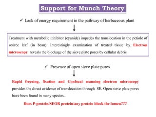 Support for Munch Theory
 Lack of energy requirement in the pathway of herbaceous plant
Treatment with metabolic inhibitor (cyanide) impedes the translocation in the petiole of
source leaf (in bean). Interestingly examination of treated tissue by Electron
microscopy reveals the blockage of the sieve plate pores by cellular debris
 Presence of open sieve plate pores
Rapid freezing, fixation and Confocal scanning electron microscopy
provides the direct evidence of translocation through SE. Open sieve plate pores
have been found in many species..
Does P-protein/SEOR protein/any protein block the lumen???
 