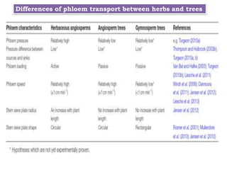 Differences of phloem transport between herbs and trees
 