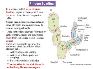 Phloem Loading
• In a process called sieve element
loading, sugars are transported into
the sieve elements and companion
cells
• Sugars become more concentrated in
sieve elements and companion cells
than in mesophyll cells
• Once in the sieve element /companion
cell complex, sugars are transported
away from the source tissue – called
export
• There are 3 possible ways for the
sucrose to enter the phloem sieve
element cells
– Active apoplastic loading
– Active symplastic polymer
trapping
– Passive symplastic diffusion
Translocation to the sink tissue is
called long distance transport
 