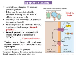 Apoplastic loading
• Active transport against it’s chemical
potential gradient
• Efflux into the apoplast is highly
localized, probably into the walls of
phloem parenchyma cells.
• Mesophyll cell SECCC (Transfer
type companion cell)
• Sucrose uptake in the apoplastic pathway
requires metabolic energy…Osmotic
potential
• Osmotic potential in mesophyll cell
should be higher as compared to
SECCC.
• Involves a sucrose-H+ symporter
The energy dissipated by protons moving back into
the cell is coupled to the uptake of sucrose
Treating source tissues with respiratory
inhibitor decreases ATP concentration and
sugar export
Experimental evidence
Mainly in
herbs
 