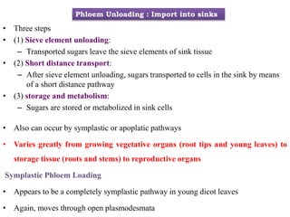 Phloem Unloading : Import into sinks
• Three steps
• (1) Sieve element unloading:
– Transported sugars leave the sieve elements of sink tissue
• (2) Short distance transport:
– After sieve element unloading, sugars transported to cells in the sink by means
of a short distance pathway
• (3) storage and metabolism:
– Sugars are stored or metabolized in sink cells
• Also can occur by symplastic or apoplatic pathways
• Varies greatly from growing vegetative organs (root tips and young leaves) to
storage tissue (roots and stems) to reproductive organs
Symplastic Phloem Loading
• Appears to be a completely symplastic pathway in young dicot leaves
• Again, moves through open plasmodesmata
 