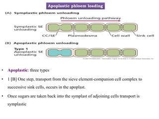 • Apoplastic: three types
• 1 [B] One step, transport from the sieve element-companion cell complex to
successive sink cells, occurs in the apoplast.
• Once sugars are taken back into the symplast of adjoining cells transport is
symplastic
Apoplastic phloem loading
 
