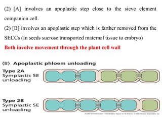 (2) [A] involves an apoplastic step close to the sieve element
companion cell.
(2) [B] involves an apoplastic step which is farther removed from the
SECCs (In seeds sucrose transported maternal tissue to embryo)
Both involve movement through the plant cell wall
 