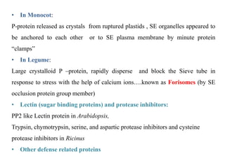 • In Monocot:
P-protein released as crystals from ruptured plastids , SE organelles appeared to
be anchored to each other or to SE plasma membrane by minute protein
“clamps”
• In Legume:
Large crystalloid P –protein, rapidly disperse and block the Sieve tube in
response to stress with the help of calcium ions….known as Forisomes (by SE
occlusion protein group member)
• Lectin (sugar binding proteins) and protease inhibitors:
PP2 like Lectin protein in Arabidopsis,
Trypsin, chymotrypsin, serine, and aspartic protease inhibitors and cysteine
protease inhibitors in Ricinus
• Other defense related proteins
 