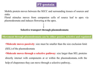 FT-protein
Mobile protein moves between the SECC and surrounding tissues of sources and
sinks
Floral stimulus moves from companion cells of source leaf to apex via
plasmodesmata and induces flowering at the apex.
Movement through plasmodesmata can be either passive, selective and regulated
Selective transport through plasmodesmata
•Molecule moves passively: size must be smaller than the size exclusion limit
(SEL) of the plasmodesmata
•Molecule moves through a selective pathway: size larger than SEL proteins
directly interact with components at or within the plasmodesmata..with the
help of chaperones thay can move through a selective pathway..
 
