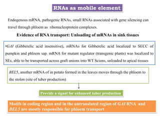 RNAs as mobile element
Endogenous mRNA, pathogenic RNAs, small RNAs associated with gene silencing can
travel through phloem as ribonucleoprotein complexes.
Evidence of RNA transport: Unloading of mRNAs in sink tissues
•GAI (Gibberelic acid insensitive), mRNAs for Gibberelic acid localized to SECC of
pumpkin and phloem sap. mRNA for mutant regulator (transgenic plants) was localized to
SEs, able to be transported across graft unions into WT Scions, unloaded to apical tissues
Motifs in coding region and in the untranslated region of GAI RNA and
BEL5 are mostly responsible for phloem transport
BEL5, another mRNA of in potato formed in the leaves moves through the phloem to
the stolon (site of tuber production)
Provide a signal for enhanced tuber production
 