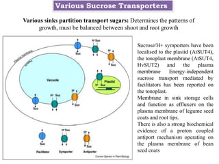 Various sinks partition transport sugars: Determines the patterns of
growth, must be balanced between shoot and root growth
Sucrose/H+ symporters have been
localised to the plastid (AtSUT4),
the tonoplast membrane (AtSUT4,
HvSUT2) and the plasma
membrane Energy-independent
sucrose transport mediated by
facilitators has been reported on
the tonoplast.
Membrane in sink storage cells
and function as effluxers on the
plasma membrane of legume seed
coats and root tips.
There is also a strong biochemical
evidence of a proton coupled
antiport mechanism operating on
the plasma membrane of bean
seed coats
Various Sucrose Transporters
 