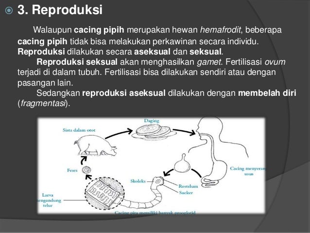 73 Gambar Reproduksi Cacing Pipih Paling Keren 73 Gambar Reproduksi Cacing Pipih Paling Keren