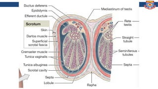 Human Sy PHM208 Male Rep. Sy.ppt human anatomy and physiology | PPT