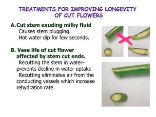 Postharvest Management of Cut Flower by Dr. L. Jeebit Singh | PPT