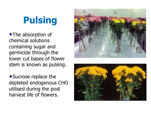 j cut example by Cut Postharvest Flower L. Jeebit Management of