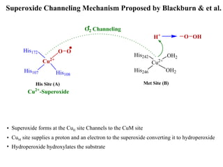 Superoxide Channeling Mechanism Proposed by Blackburn & et al.  Superoxide forms at the Cu H  site Channels to the CuM site Cu M  site supplies a proton and an electron to the superoxide converting it to hydroperoxide Hydroperoxide hydroxylates the substrate  