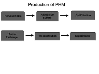 Production of PHM Harvest media  Ammonium Sulfate  Gel Filtration Anion  Exchange  Reconstitution  Experiments  
