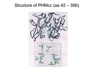 Structure of PHMcc (aa 42 – 356) 