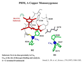PHM, A Copper Monooxygenase Cu H H172 H108 H107 H244 H242 Di-I-YG Substrate Cu M Y318 R240 N316 D1 D2 Q170 Amzel, L. M.  et. al .,  Science, 278  (1997) 1300-1305. Substrate C   is in close-proximity to Cu M Cu M  is the site of dioxygen binding and catalysis. S = C-terminal D-aminoacid  