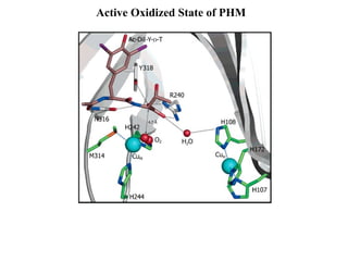Active Oxidized State of PHM 