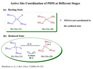Active Site Coordination of PHM at Different Stages  (b)  Reduced State M314 is not coordinated in  the oxidized state (a)  Resting State Blackburn  et. al .,  J. Biol. Chem.  5 (2000) 341-353. 11 Å Contact 80 Å  2.25 Å 
