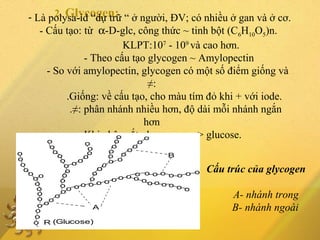 2. Glycogen:- Là polysa-id “dự trữ “ ở người, ĐV; có nhiều ở gan và ở cơ.
- Cấu tạo: từ α-D-glc, công thức ~ tinh bột (C6H10O5)n.
KLPT:107
- 109
và cao hơn.
- Theo cấu tạo glycogen ~ Amylopectin
- So với amylopectin, glycogen có một số điểm giống và
≠:
.Giống: về cấu tạo, cho màu tím đỏ khi + với iode.
.≠: phân nhánh nhiều hơn, độ dài mỗi nhánh ngắn
hơn
- Khi phân cắt glycogen: ...-> glucose.
0
o
ooo
o
o
o
o
o
o
oo
o
o
o
o
o
o
o
oo
o
o o
o
o
o
o o
o
o
o
o
o
o
o
o
o
o
o
o
o
o o
oo
o
o
o
o o
o
o
o
o
o
o
o o
ooo
o o
o
o o
o o
oo o o o
o
A
B
R (Glucose)
Cấu trúc của glycogen
A- nhánh trong
B- nhánh ngoài
 