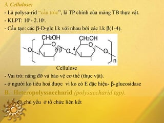 3. Cellulose:
- Là polysa-rid “cấu trúc”, là TP chính của màng TB thực vật.
- KLPT: 106
- 2.106
.
- Cấu tạo: các β-D-glc l.k với nhau bởi các l.k β(1-4).
Cellulose
- Vai trò: nâng đỡ và bảo vệ cơ thể (thực vật).
- ở người ko tiêu hoá được vì ko có E đặc hiệu- β-glucosidase
B. Heteropolyssaccharid (polysaccharid tạp).
- có chủ yếu ở tổ chức liên kết
β 41
n
OOO
O
CH2OHCH2OH
O
 