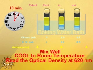 Glucose (ml) 0 0.5 0.5
Tube # Blank St. unk.
D. W. (ml) 1 0.5 0.5
Anthrone (ml) 4 4 4
60
30
1545
5
10
20
2535
40
50
55
COOL to Room Temperature
Mix Well
10 min.
Read the Optical Density at 620 nm
Boiling Water Bath
 