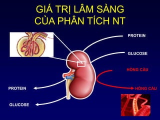 GIÁ TRỊ LÂM SÀNG
CỦA PHÂN TÍCH NT
PROTEIN
PROTEIN
GLUCOSE
GLUCOSE
HỒNG CẦU
HỒNG CẦU
 