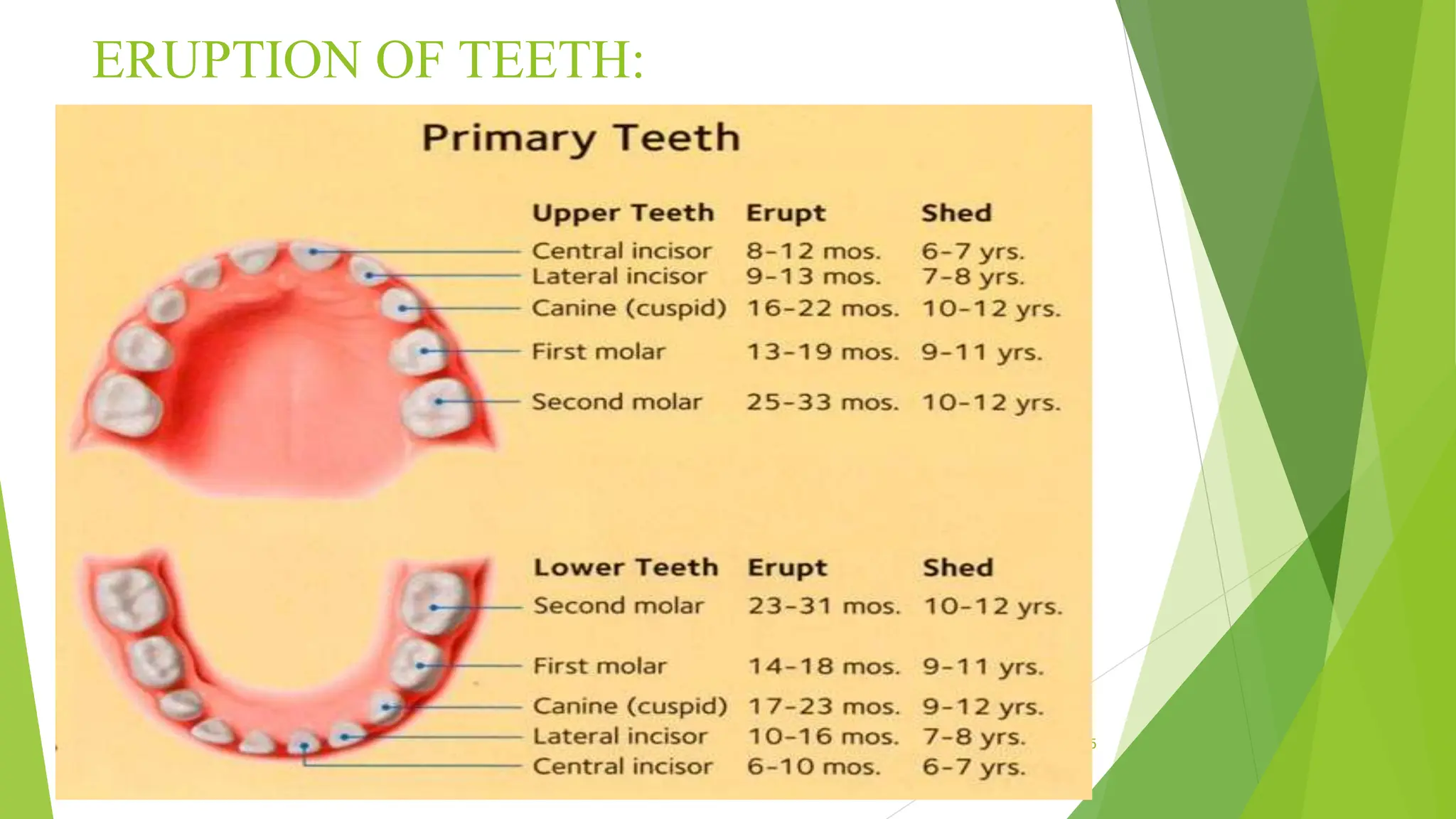 ERUPTION OF TEETH:
1/5/2024 15
 