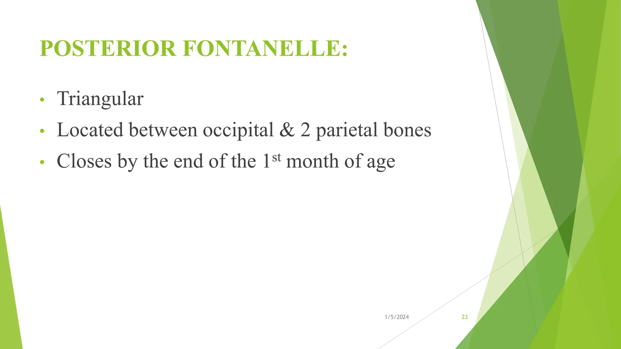 POSTERIOR FONTANELLE:
• Triangular
• Located between occipital & 2 parietal bones
• Closes by the end of the 1st month of age
1/5/2024 23
 