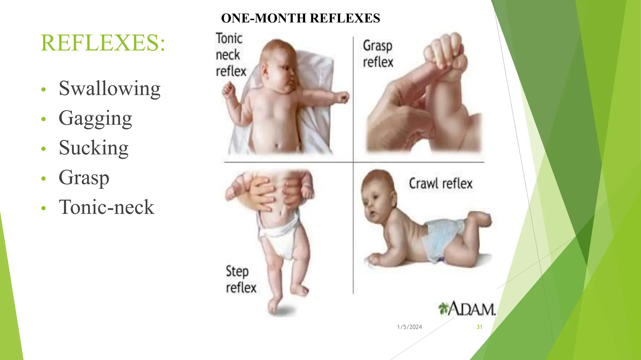 REFLEXES:
• Swallowing
• Gagging
• Sucking
• Grasp
• Tonic-neck
1/5/2024 31
ONE-MONTH REFLEXES
 