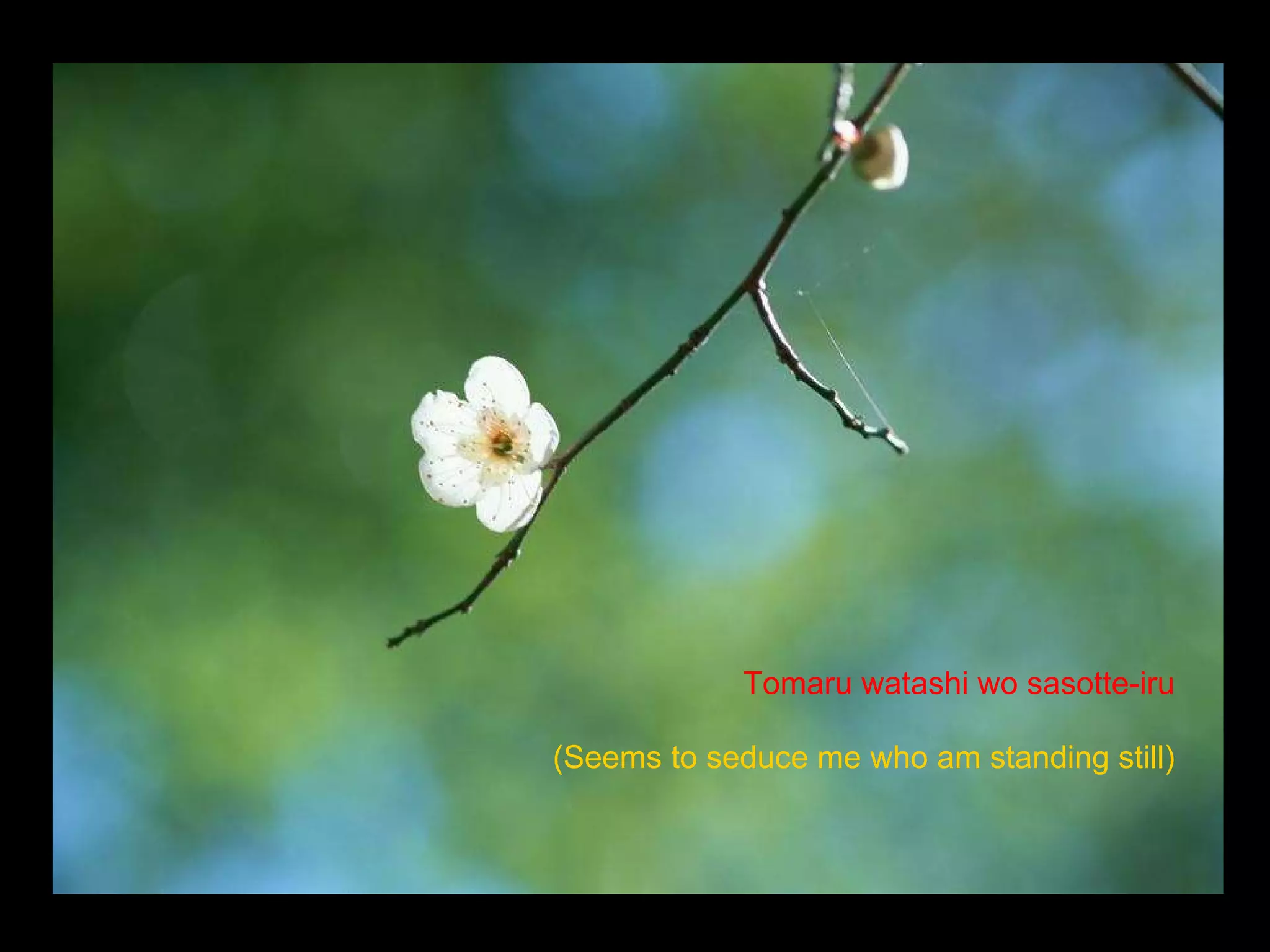 Tomaru watashi wo sasotte-iru   (Seems to seduce me who am standing still)   