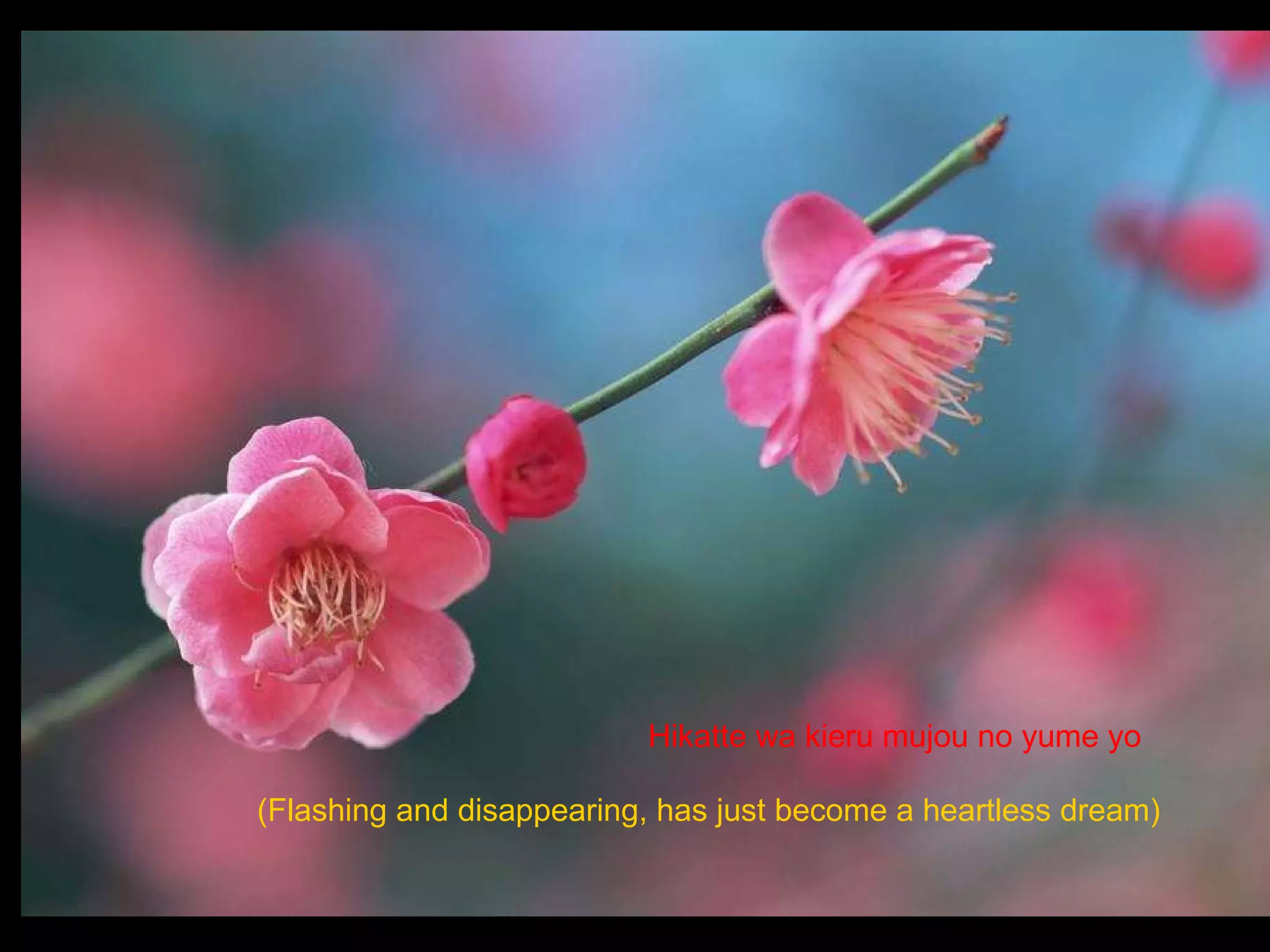 Hikatte wa kieru mujou no yume yo   (Flashing and disappearing, has just become a heartless dream)   